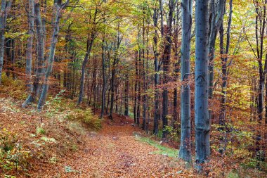 Sonbahar kayın ormanları boyunca