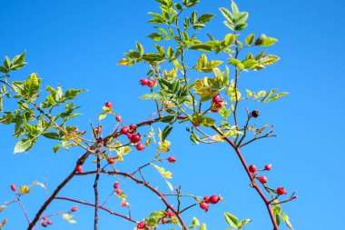 Açık mavi gökyüzünde kırmızı Rosa Canina ile dallar