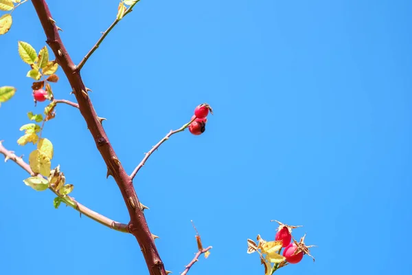 Ramas con canina rosa roja en el cielo azul claro —  Fotos de Stock