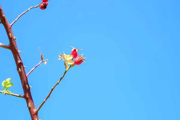 푸른 하늘에 붉은 로자 카리나가 있는 가지들 — 스톡 사진