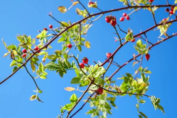 Ramas con canina rosa roja en el cielo azul claro —  Fotos de Stock