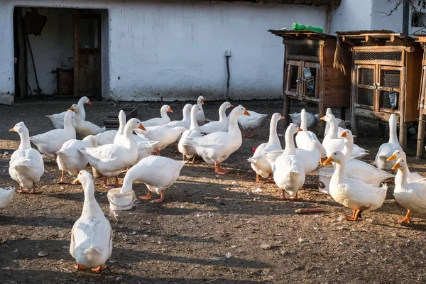 Oie blanche domestique sur une ferme rurale un jour d'automne — Photo