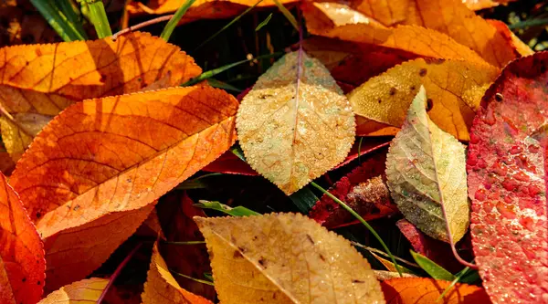 Folhas vermelhas de outono caídas no chão — Fotografia de Stock