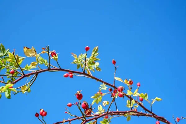 Ramas con canina rosa roja en el cielo azul claro —  Fotos de Stock