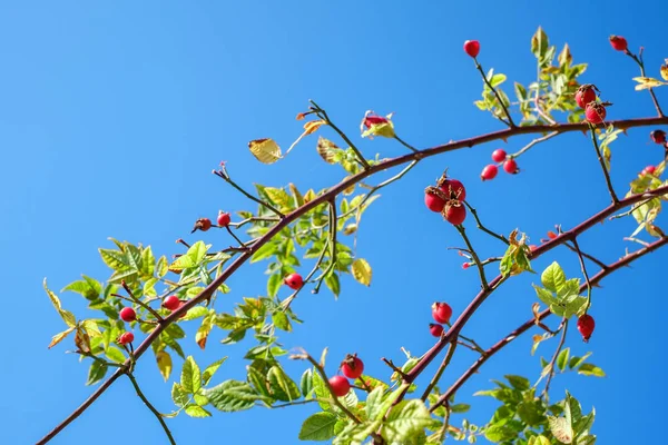 Ramas con canina rosa roja en el cielo azul claro —  Fotos de Stock