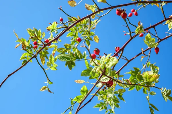 Ветви с красной розой канина на ясном голубом небе — стоковое фото