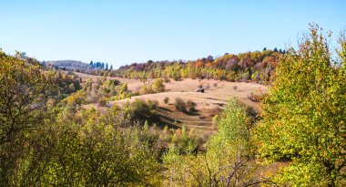 Sonbahar kayın ormanları boyunca