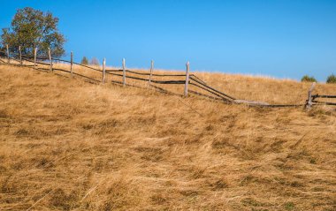 Sonbahar kayın ormanları boyunca