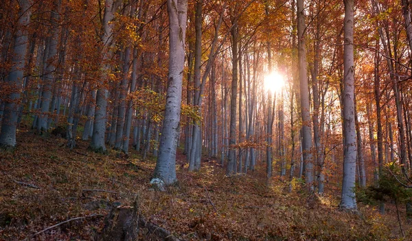 À travers la forêt de hêtres d'automne — Photo