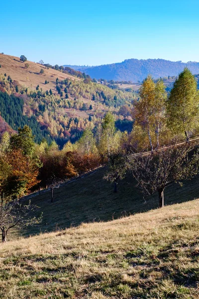 Åser i høstsesongen, Fantanele Village, Sibiu County, Roman – stockfoto