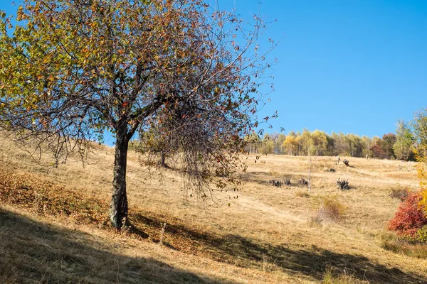 Collines à l'automne, village de Fantanele, comté de Sibiu, Roman — Photo