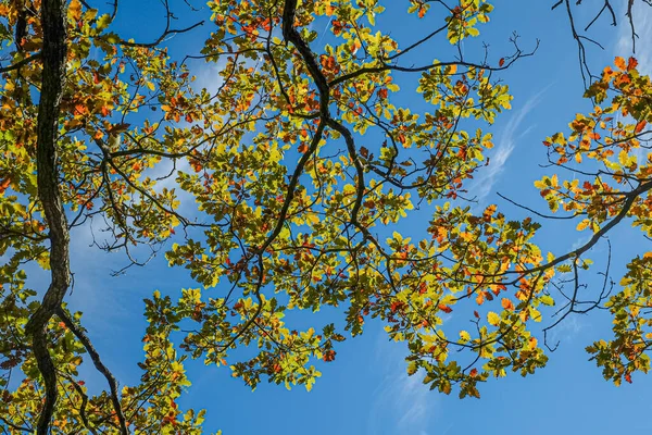 Sonbahar manzarası, gökyüzünde sarı-kırmızı yapraklı meşe dalı