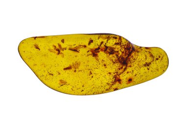 Amber taşı. Tarih öncesi fosil böcek makrosu olan otantik Baltık kehribarı