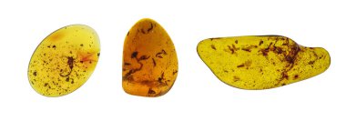 Amber taşı. Tarih öncesi fosil böcek makrosu olan otantik Baltık kehribarı