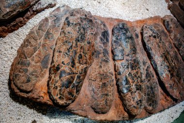 Antik dinozor yumurtası fosilleri, karmaşık dokularını sergiliyor ve detayları koruyor.