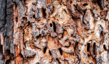 Termitler tarafından hasar görmüş gibi görünen delikleri ve tünelleri olan ölü ağaç gövdesi.
