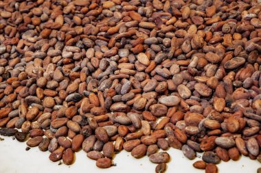 Çiğ kakao çekirdeğinin genel görünümü, çikolata içeriği