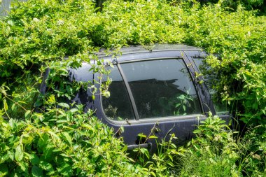 Kalın, yemyeşil yeşilliklerle kaplanmış eski, paslı bir arabanın fotoğrafı. Pencereleri ve çatıyı saran asmalar ve bitkiler. Terk edilmişlik hissi yaratıyor.