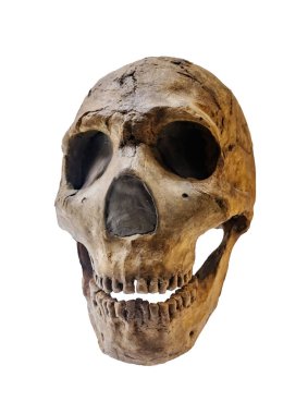 Bir Homo Sapiens Neanderthalensis 'in Kafatası