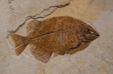 Çok eski diplomistus balık fosili