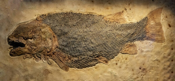 Very old diplomystus fish fossil