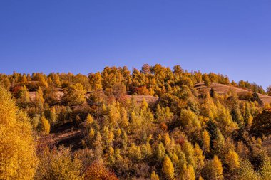 Romanya dağlarındaki güzel sonbahar manzaraları, Fantanele köyü bölgesi, Sibiu ilçesi, Cindrel dağları, Romanya