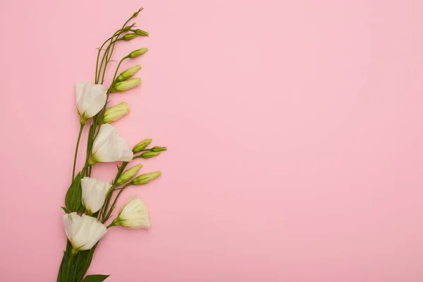 A rügyek rózsaszín asztalán elhelyezett fehér eustoma — Stock Fotó