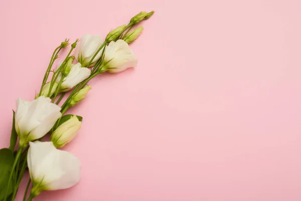 Fehér virágzó eustoma a rózsaszín flatlay ága — Stock Fotó