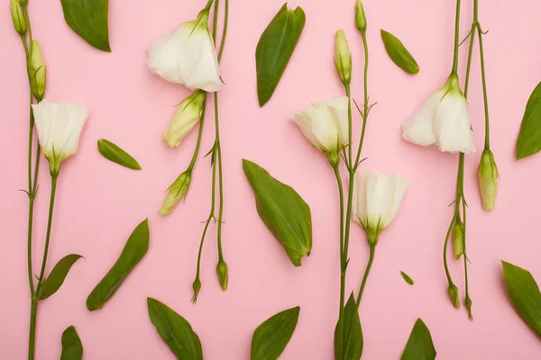 Modèle de fleur d'eustome en fleurs blanches sur flatlay rose Image En Vente