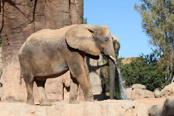 非洲丛林大象 — 图库照片
