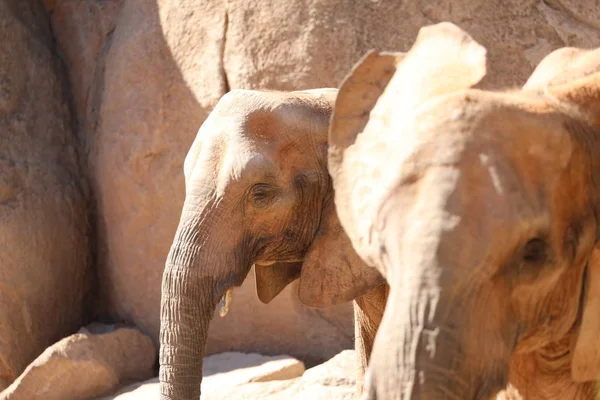 African Bush Elephant Loxodonta Africana — Stock Photo, Image