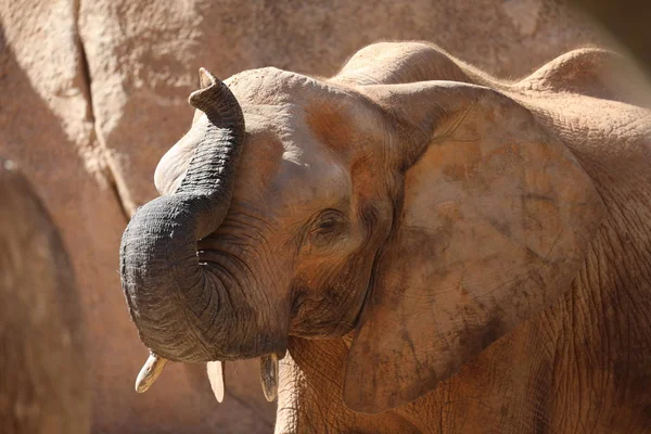 Elefante Arbusto Africano Loxodonta Africana — Foto de Stock