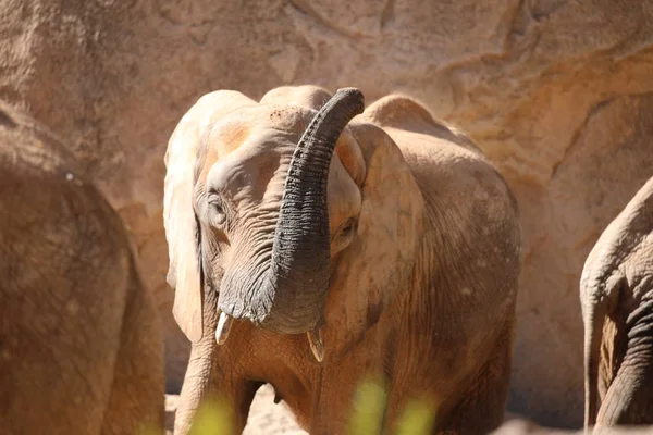 Elefante Arbusto Africano Loxodonta Africana — Foto de Stock