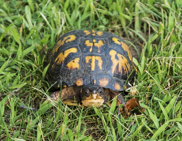 Male Box Turtle Crawling Grass Local Park Looks Directly Photographers — Stock Photo, Image