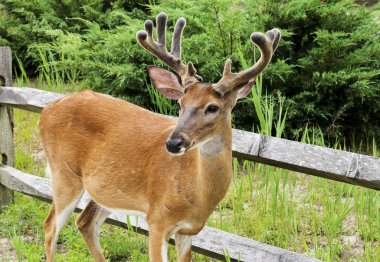 A yakın çekim ateş Adası Ulusal deniz kıyı toplulukları sokaklarında kiralik bir erkek geyik. 