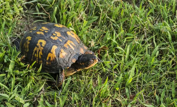 Une Tortue Jaune Brune Rampe Dans Parc Local — Photo