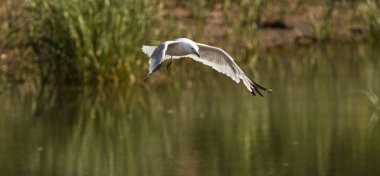 Bir martı kahvaltıda, düşük bir balık yakalamak isteyen bir dere üzerinde uçan balık tutuyor.
