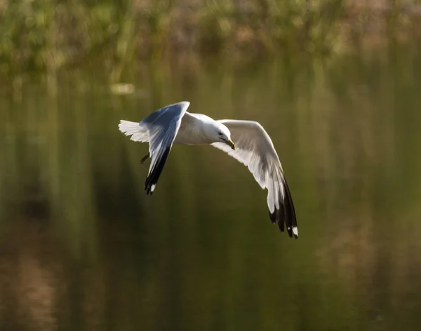 Una Gaviota Volando Sobre Arroyo Pescando Madrugada —  Fotos de Stock