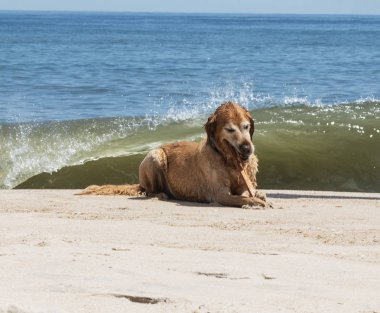 Golden Retriever arka planda dalga ile sahilde sopa yeme
