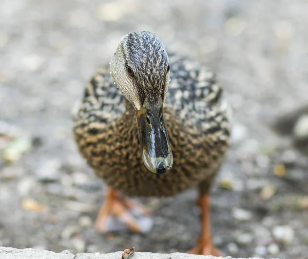 Kvinnlig gräsand Duck tittar in i kameran på nära håll — Stockfoto