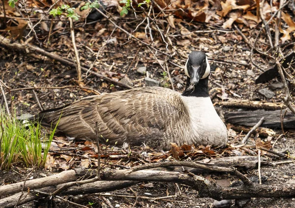 Kanadensisk gås som sitter på hennes bo — Stockfoto