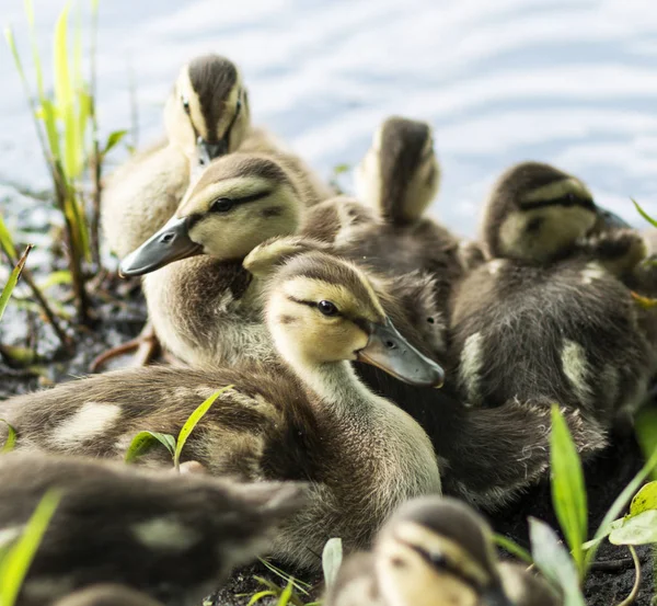 Entchen am Ufer eines Teiches aus nächster Nähe — Stockfoto