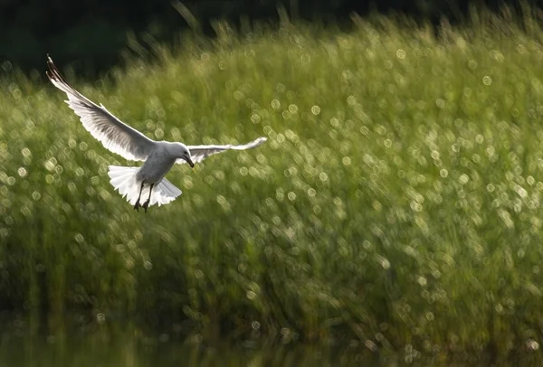 Gaviota que se detiene en el aire sobre un estanque mientras captura peces —  Fotos de Stock