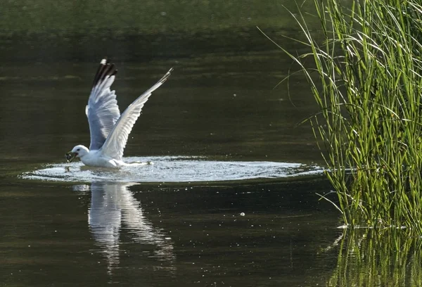 Чайка вилітає з води за допомогою молюска — стокове фото