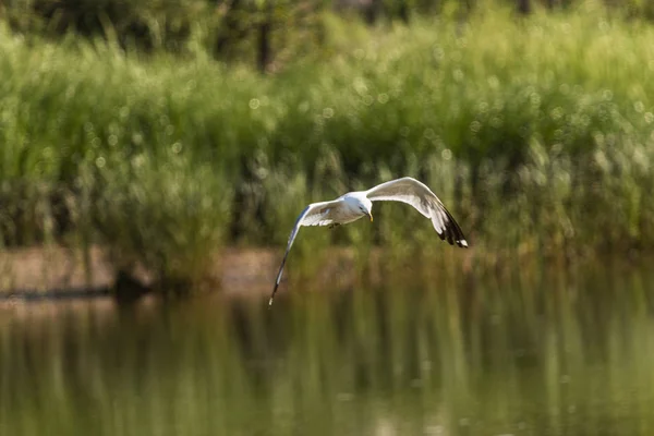 Чайка літає низько над водою, шукаючи їжу — стокове фото
