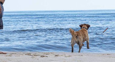 Sahilde Altın retriever okyanusa sopa kovalayan