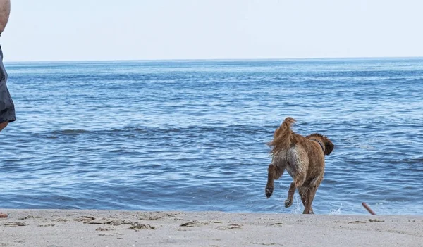Golden Retriever jagen op een stok in de Atlantische Oceaan — Stockfoto
