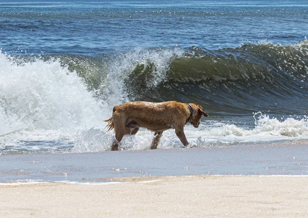 Very wet golden retriever looking for his stick in the Ocean