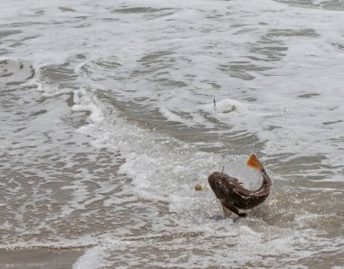 Deniz Robin kıyıda atlama ağzında balık kanca ile
