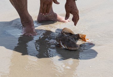 Sea Robin balık plajda gidelim ediliyor